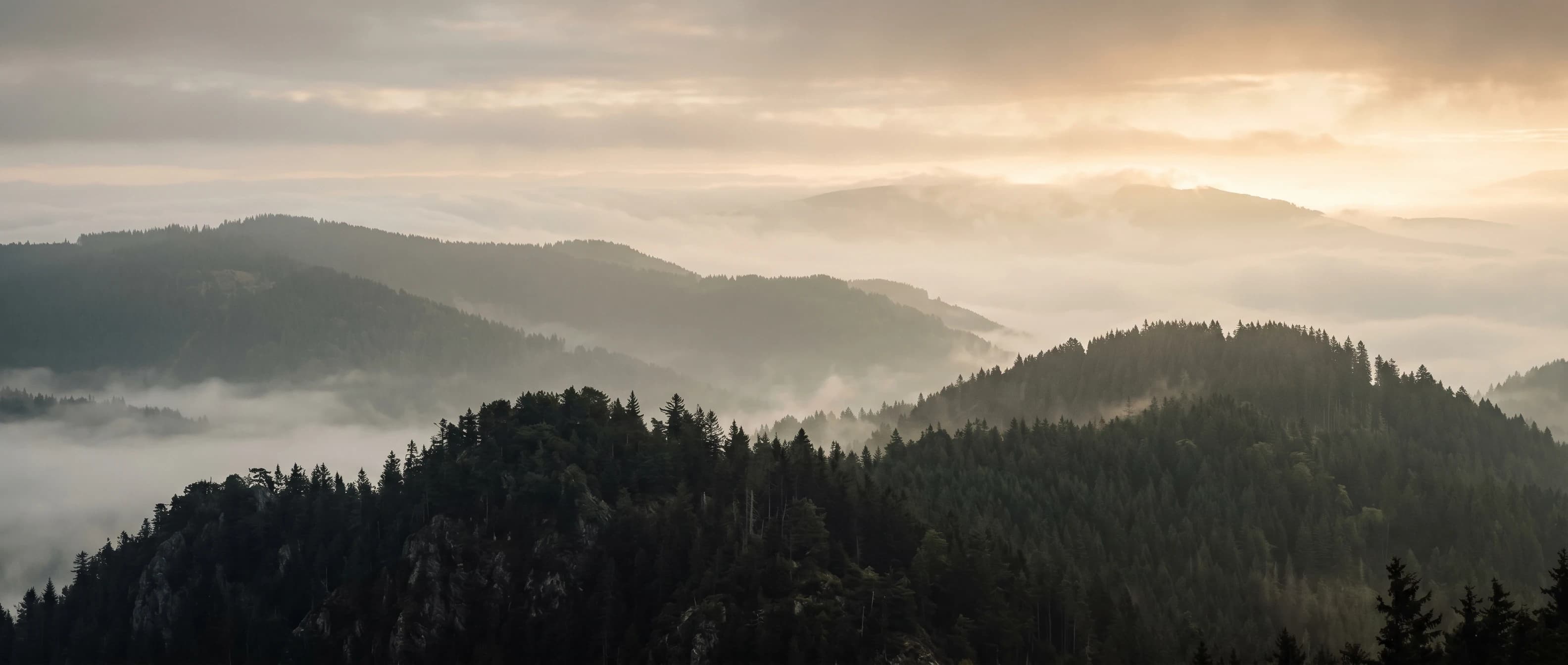 Schwarzwald im Morgennebel