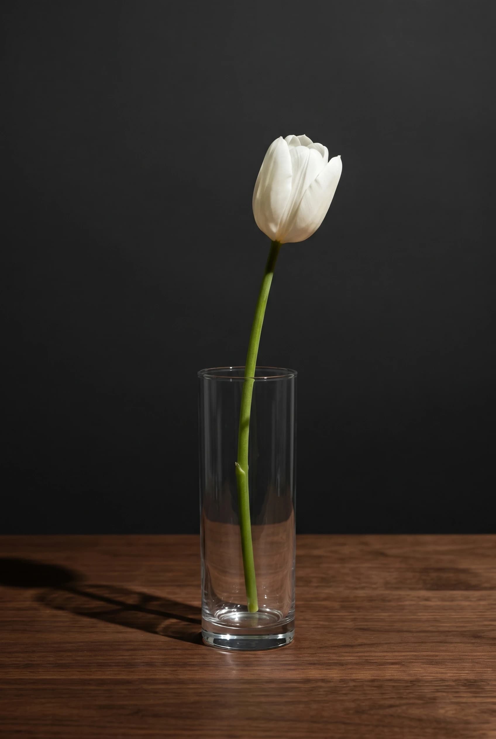 Tulpe